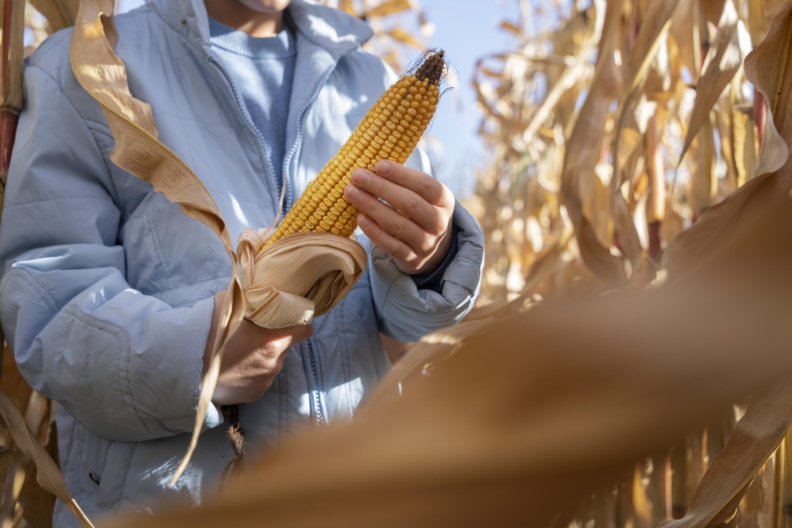 Seed time and Harvest